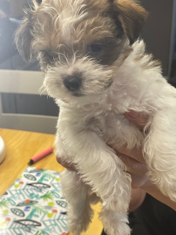 Jack Russell Terrier – Jack Russell/Cross puppies for sale