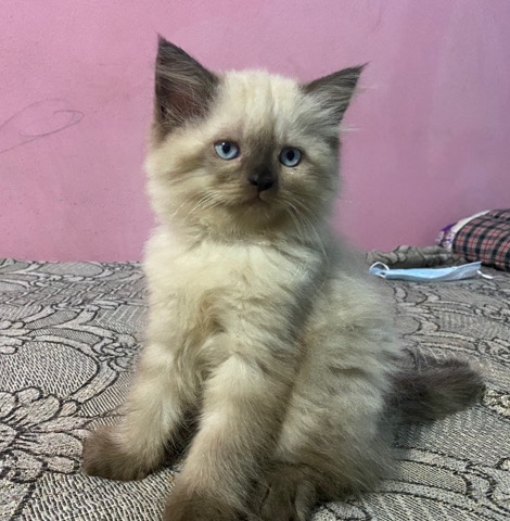 Persian (Modern) – Milly