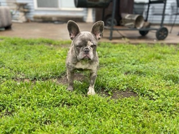 French Bulldog - frenchies  available for adoption in Peoria