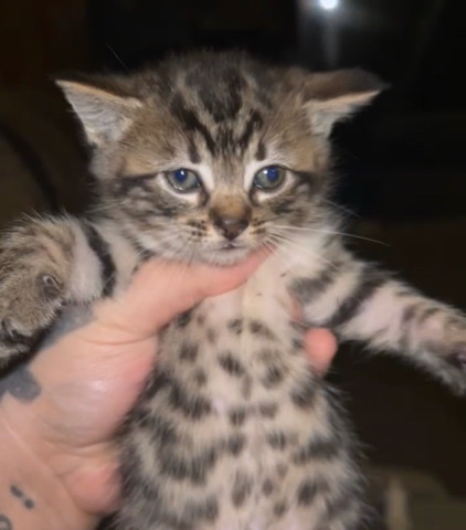 Japanese Bobtail – bobtail tabby