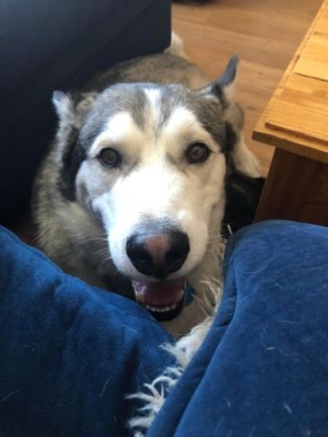 Alaskan Malamute – Alaskan Malamute husky mix