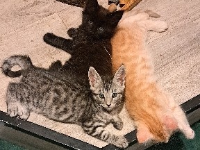 Maine Coon – Half Maine Coon Kittens – Dewey-Humboldt
