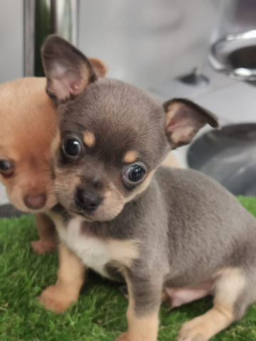 Chihuahua – chihuahua