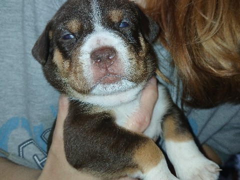 French Bulldog – Frenchie mix Aussies – Mount Vernon