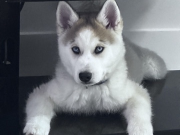 Siberian Husky – Husky for sale-adoption – Cooper City