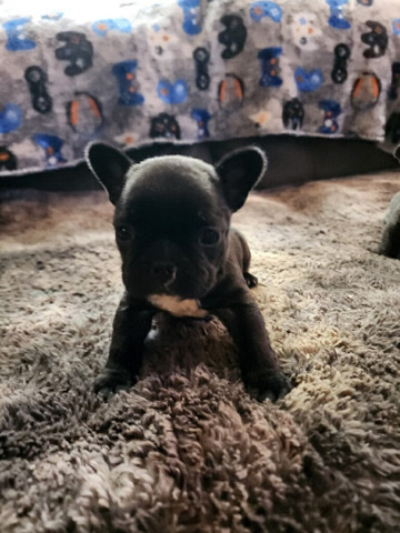 French Bulldog – French Bulldog