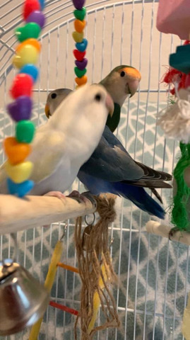 family of lovebirds for adoption 300 each