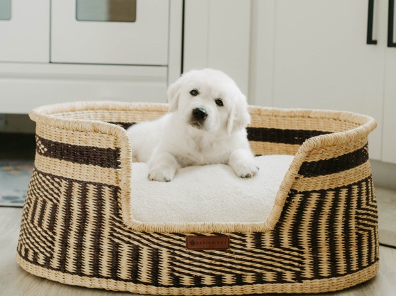 Golden Retriever – Pedigree Golden Retriever Puppy – 7 Weeks Old – Manti – Manti