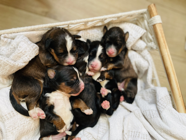 Bernedoodle F1 puppies 