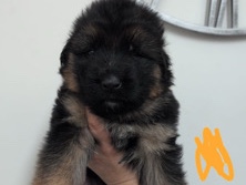 German Shepherd - long hair German shepherd puppies  available for adoption in London