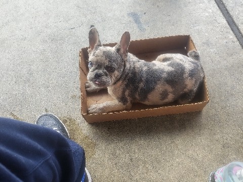 French Bulldog – French bulldog – Bellflower