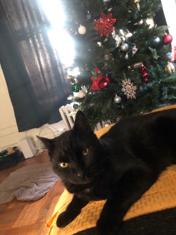American Shorthair – female black tuxedo in need of rehome