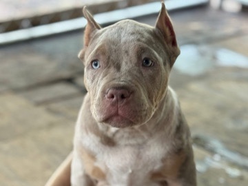 American Pit Bull Terrier – XL bully pup – Salem