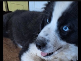 Miniature Australian Shepherd -  Australian Shepherd  available for adoption in Dorval