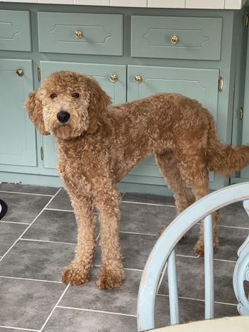 rehoming Our Goldendoodle