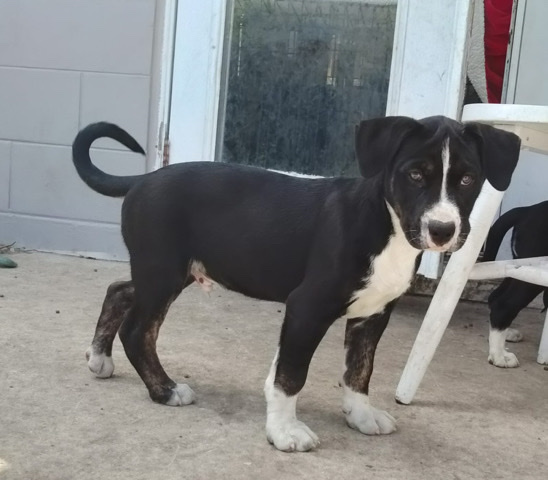 American Pit Bull Terrier – Exotic Pitbull / Husky Mix