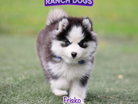 Pomsky – 🐾 Three Exceptional Pomsky Boys Looking for Their Forever Families 🐾 – Allerton