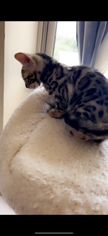 Bengal – bengal kitten