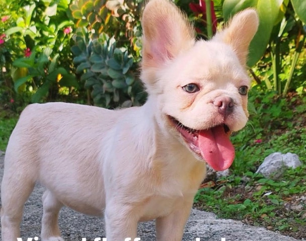 French Bulldog – looking to rehome this fluffy micro french bulldog