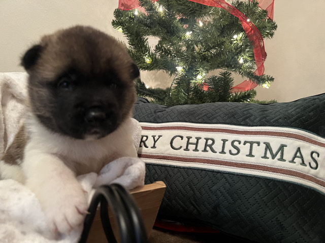 Rehoming American Akita puppies