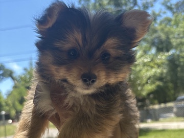 Yorkie Poo – Adorable Yorkie Poo Puppy for Sale – 1 Month and 19 Days Old – Augusta