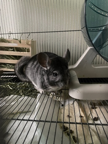 Any – chinchilla for sale