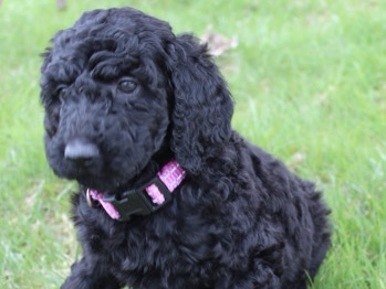 Poodle – Tiana Goldendoodle FB1 – Poughkeepsie