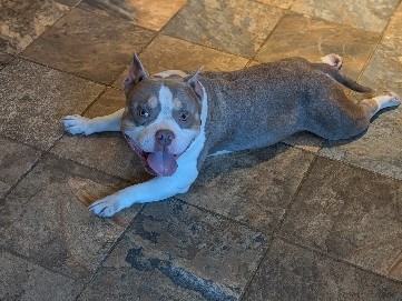 American Bulldog – American bulldog – Columbia