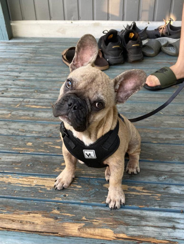 French Bulldog – French Bulldog, Yoda