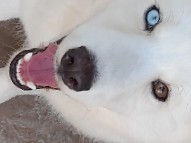 Siberian Husky – husky – Lakeland