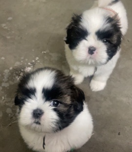 Shih Tzu – Pure breed 2 female shihtzu female puppies