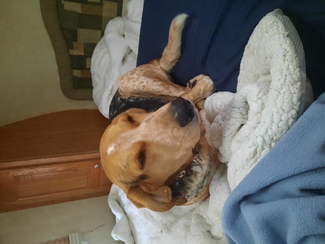 English coonhound