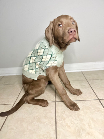 American Pit Bull Terrier – Teddy needs a new home