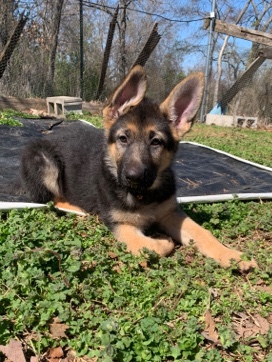 German Shepherd – 3 female German shepherds