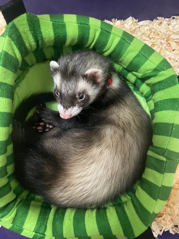 Ferret needs a better home