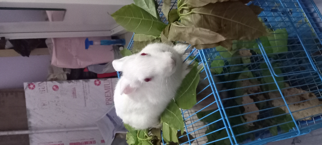 Awesome Rabbit
