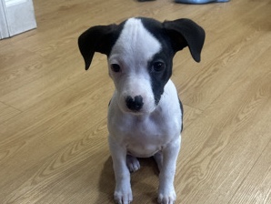 vendo un cachorro – Nueva York