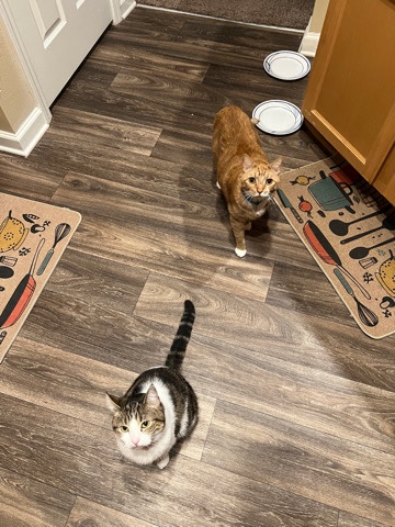 Free Cats