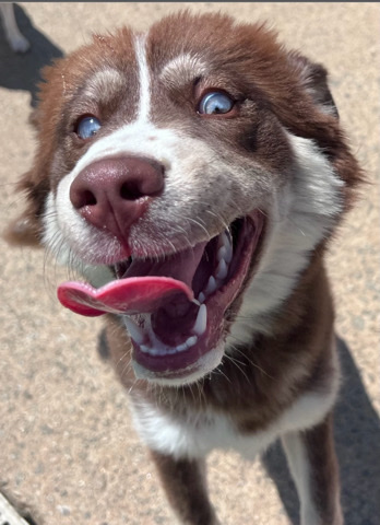 Siberian Husky – Siberian Husky For Sale