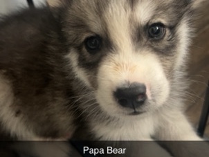 Siberian Husky – husky Pups – Forest View