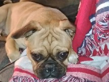 1 Year Old Baby Pug for Sale