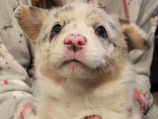 Auggie Puppies – Richfield