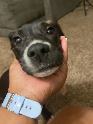 American Pit Bull Terrier – pit bull terrier puppy