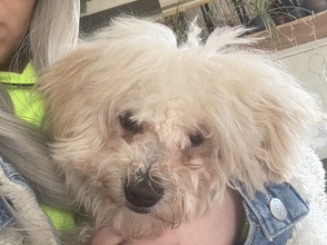 Tibetan Terrier - Bichon Frise available for adoption in Croydon