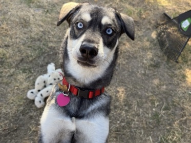 Siberian Husky – 2 year old husky rehoming – Sacramento