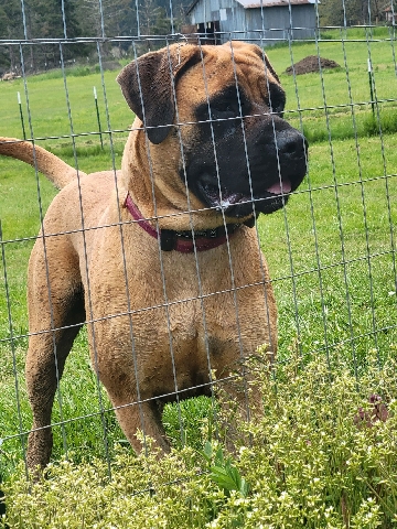 Bullmastiff – Female Purebred BullMastiff