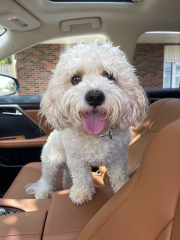 English Cocker Spaniel – Dog Needs Rehoming