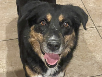 Bernese Mountain Dog – Lenny – Tucson