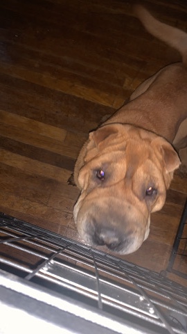 Shar Pei – 1 yr old Shar Pei