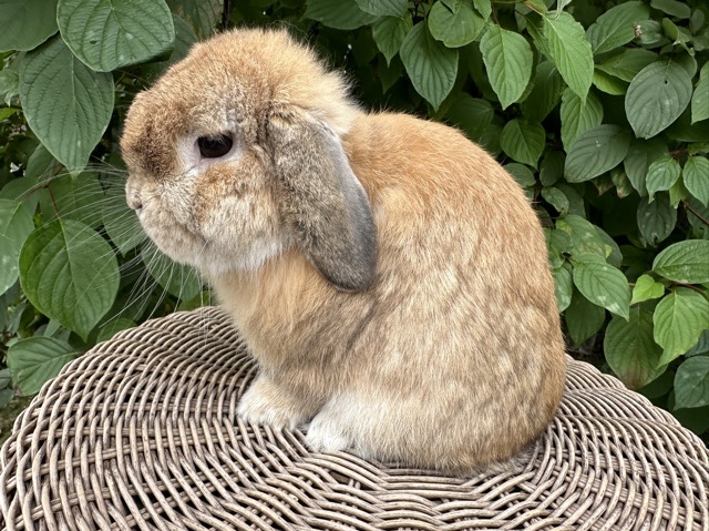 Holland Lop – Holland Lop Buck – Duluth